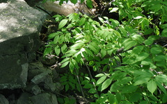 Fraxinus mandshurica