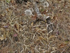 Liatris compacta