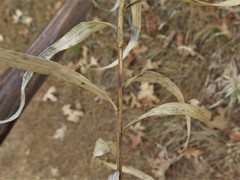 Liatris compacta
