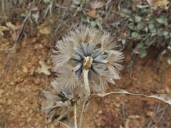 Liatris compacta