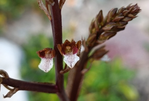 Wavy Cinderella Orchid (Eulophia micrantha)