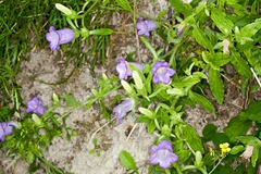 Campanula medium
