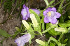 Campanula medium
