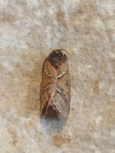Orange Swift photo 5