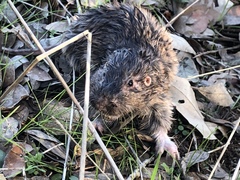 Geomys texensis