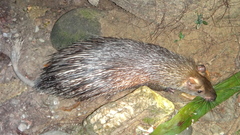 Asiatic Brush-Tailed Porcupine photo 2
