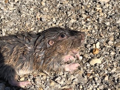 Geomys texensis
