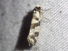 Lepidoscia characota