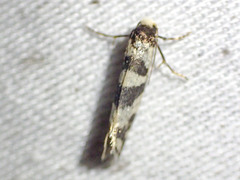 Lepidoscia characota