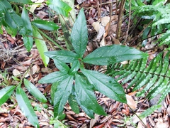 Syngonium auritum image