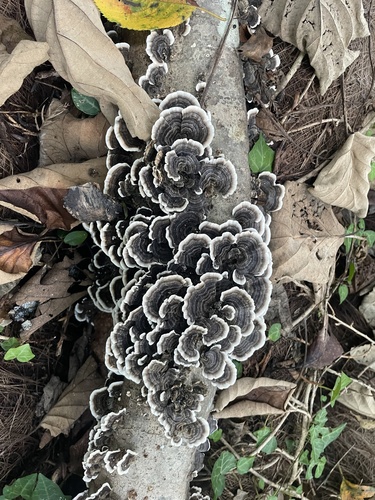 Trametes versicolor
