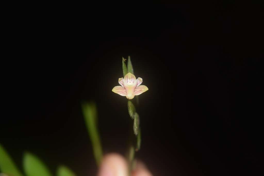 Dendrobium distichum (C.Presl) Rchb.f.