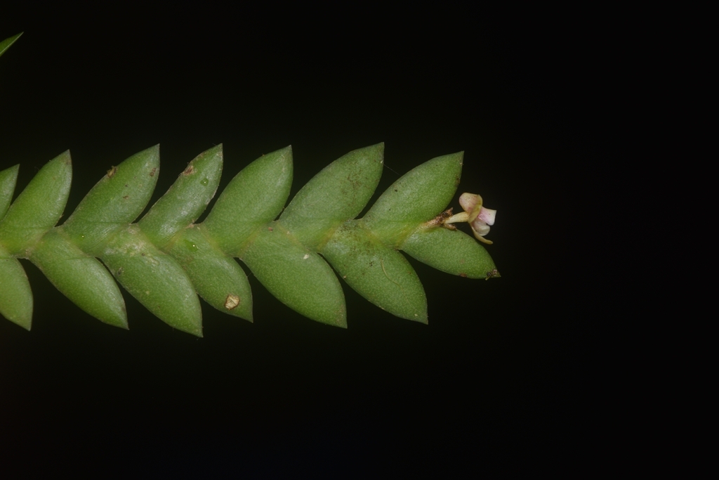 Dendrobium distichum (C.Presl) Rchb.f. 2