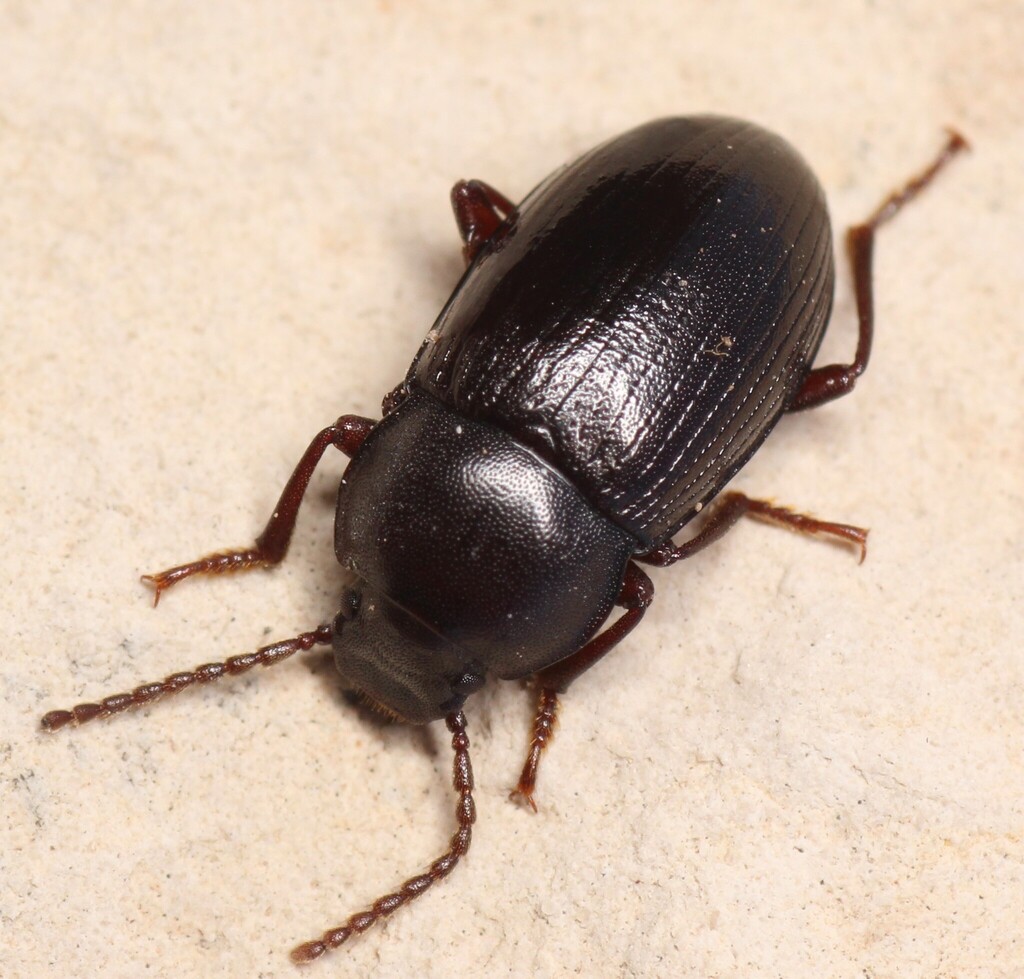 Nalassus harpaloides