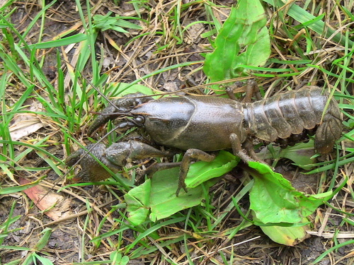 Little Brown Mudbug