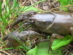 Lacunicambarus thomai