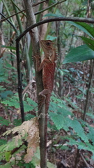 Acanthosaura phuketensis
