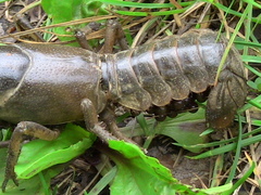 Lacunicambarus thomai