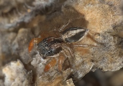 Habronattus icenoglei