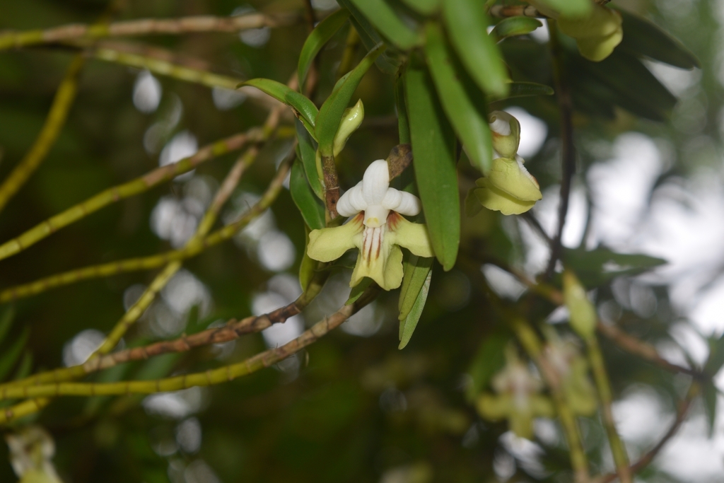 Dendrobium uniflorum Griff.