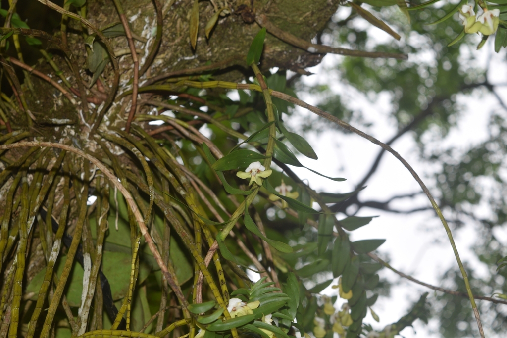 Dendrobium uniflorum Griff. 2