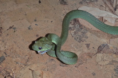 Boiga cyanea