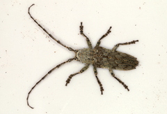 Rhytiphora neglecta