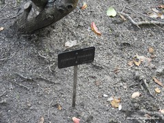 Euonymus hamiltonianus