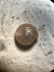 Paravitrea multidentata