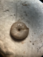 Paravitrea multidentata