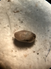 Paravitrea multidentata