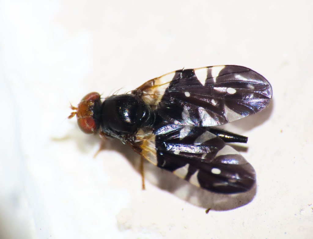Aciura coryli