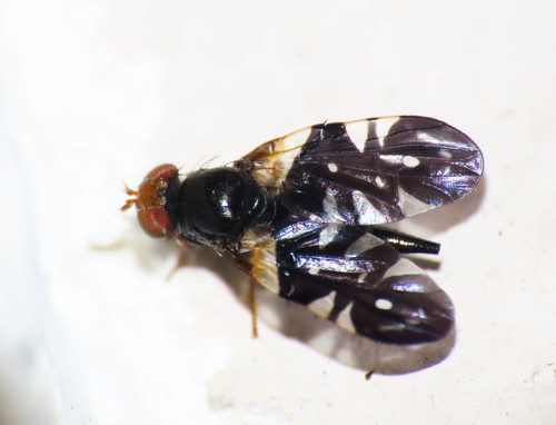 Aciura coryli