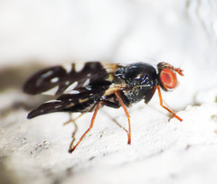 Aciura coryli