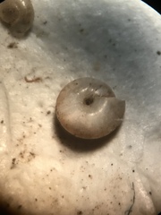 Paravitrea multidentata