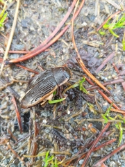 Dytiscus semisulcatus