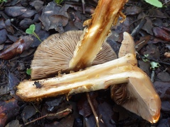 Cortinarius trivialis