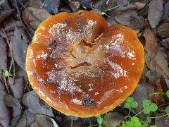 Cortinarius trivialis