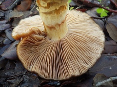 Cortinarius trivialis
