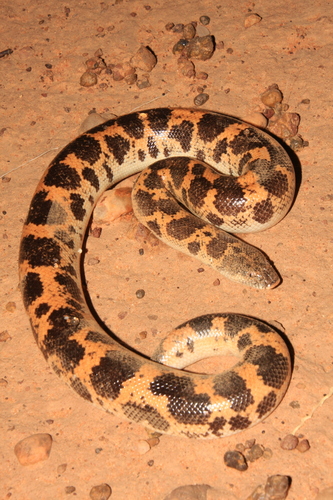 Sahara Sand Boa