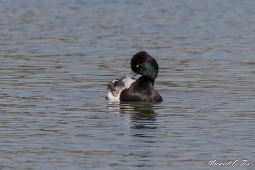 Porrón bola (Aythya affinis)