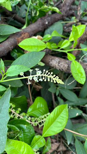 American pokeweed