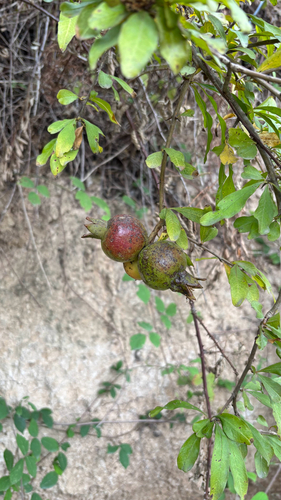 pomegranate