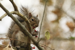 Sciurus carolinensis