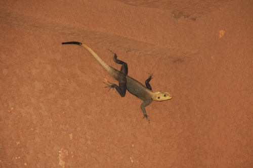 West African Tree Agama