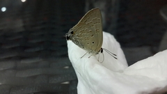 Deudorix livia