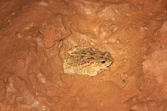 Sclerophrys xeros