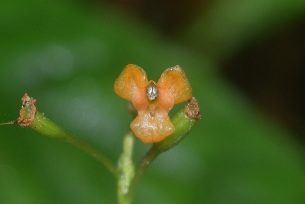 Crepidium uncatum