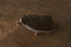 Atelerix albiventris