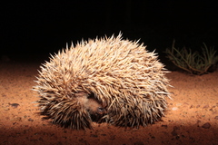 Atelerix albiventris